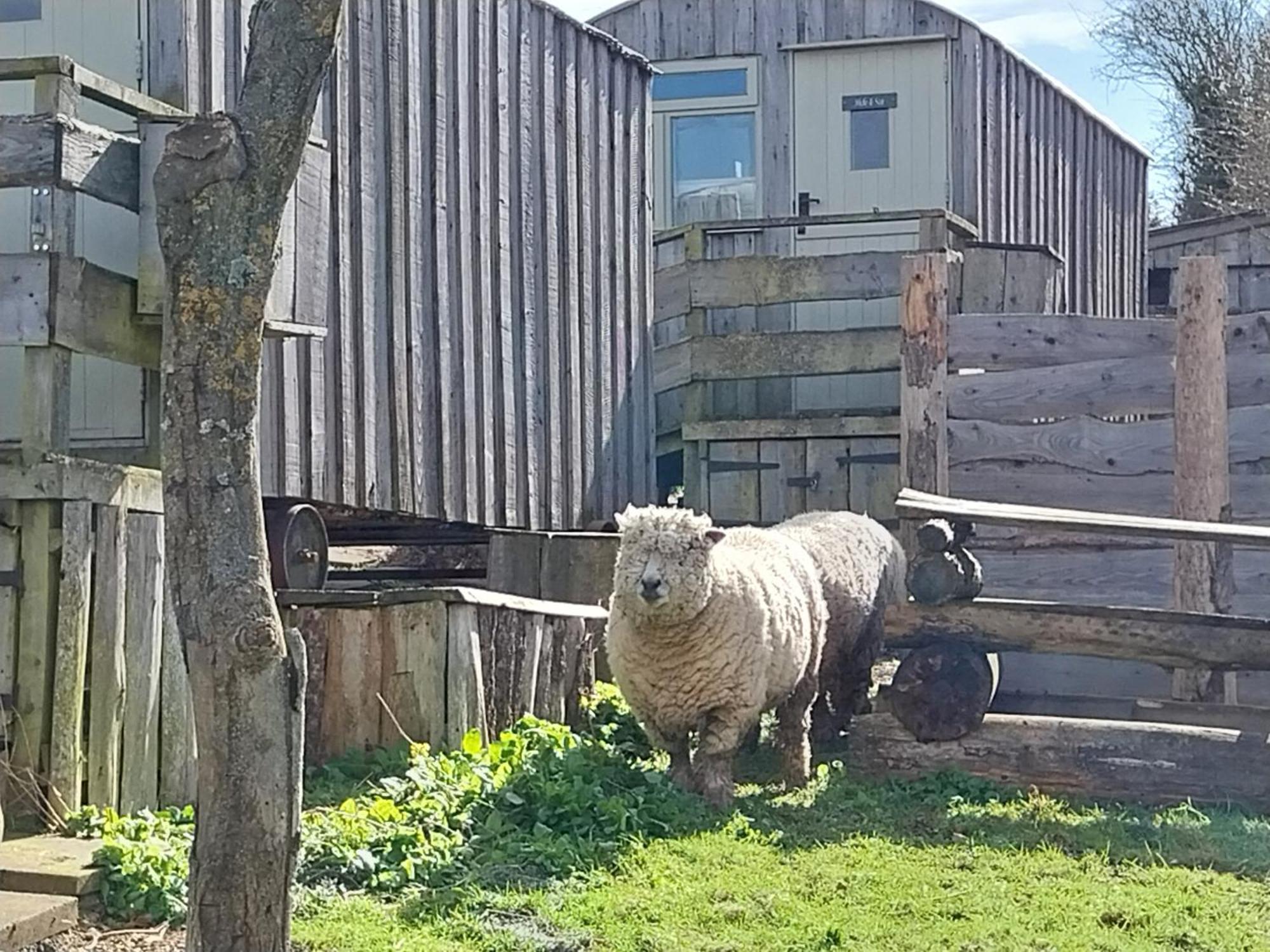 Meadowbeck - Shepherd Huts Fylingdales Dış mekan fotoğraf