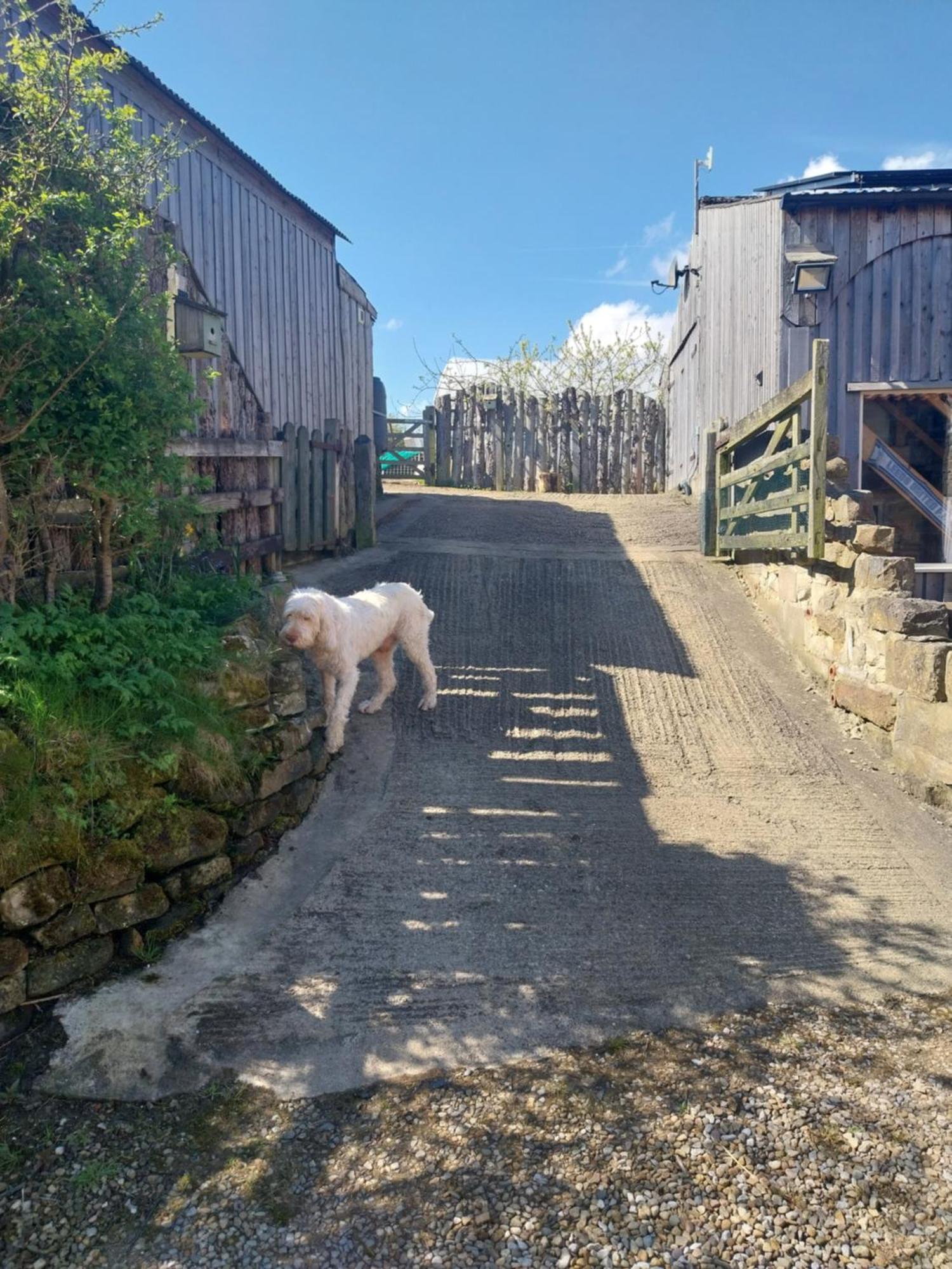 Meadowbeck - Shepherd Huts Fylingdales Dış mekan fotoğraf